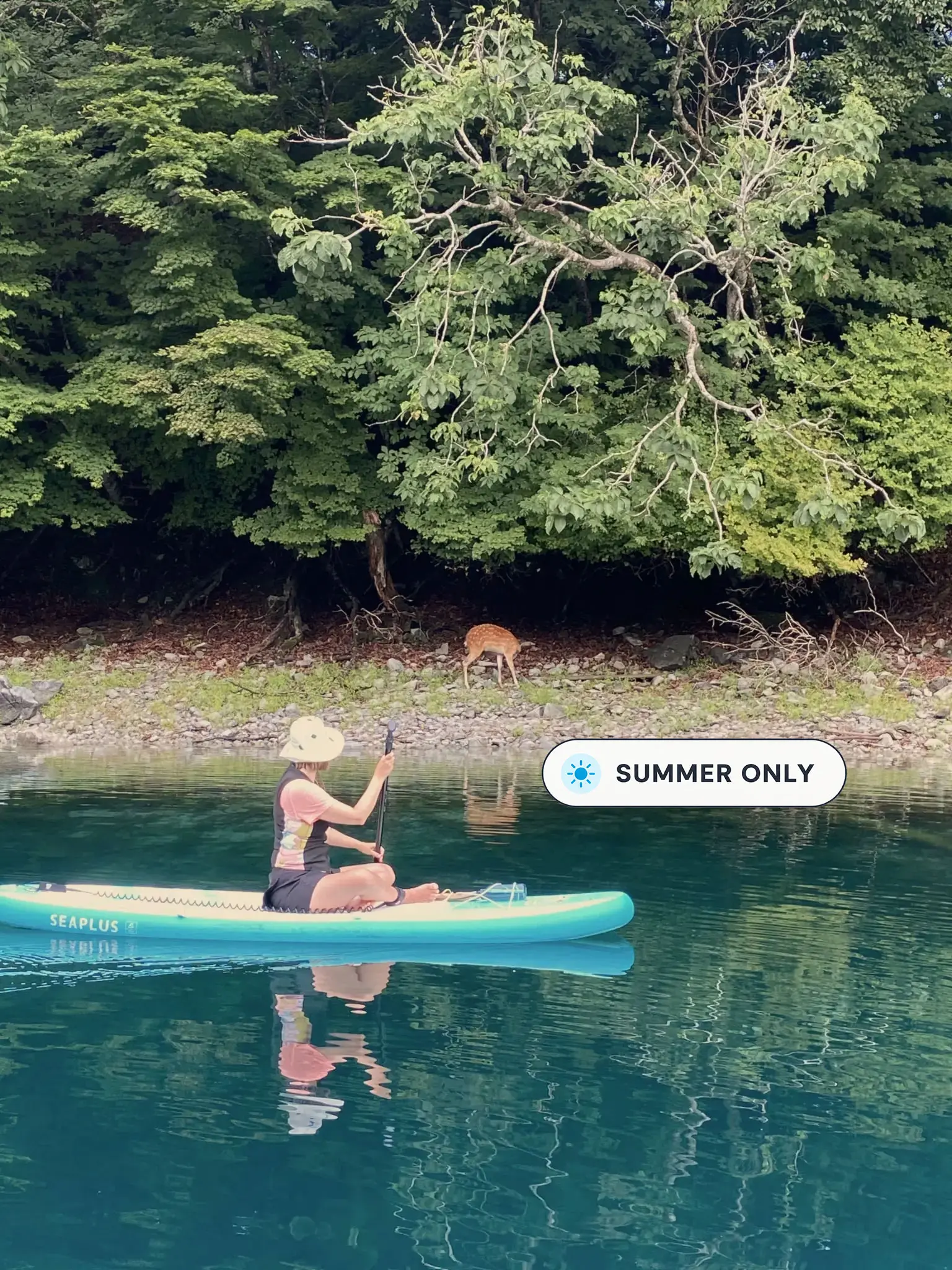 Woman sitting on a stand-up paddleboard on calm water with a deer visible on the shore
